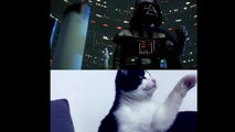 L'Empire Contre Attaque recréé avec des chats