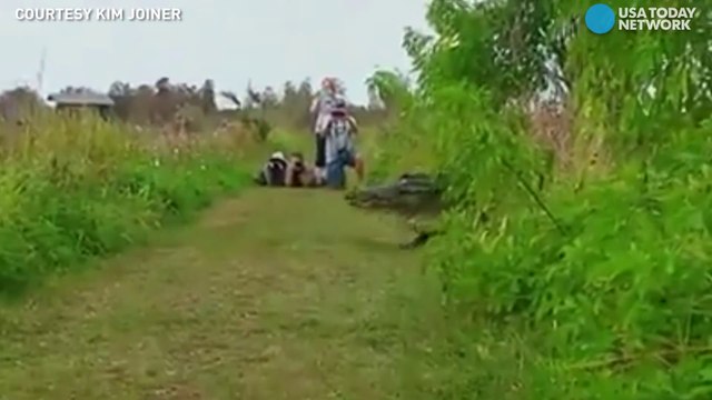 Un alligator géant observé dans une réserve naturelle en Floride