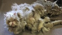 Amazing Transformation of Cat Found with 5 Pounds of Matted Fur