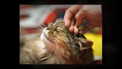 Learn How To Speak With Your Cat - The Cat Language Bible by Jonas Jurgella Review