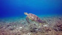 Swiming Tortoise