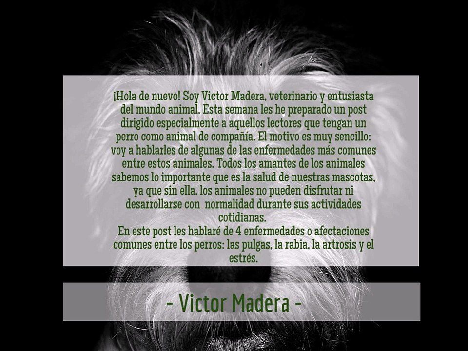 Victor Madera: enfermedades comunes en los perros