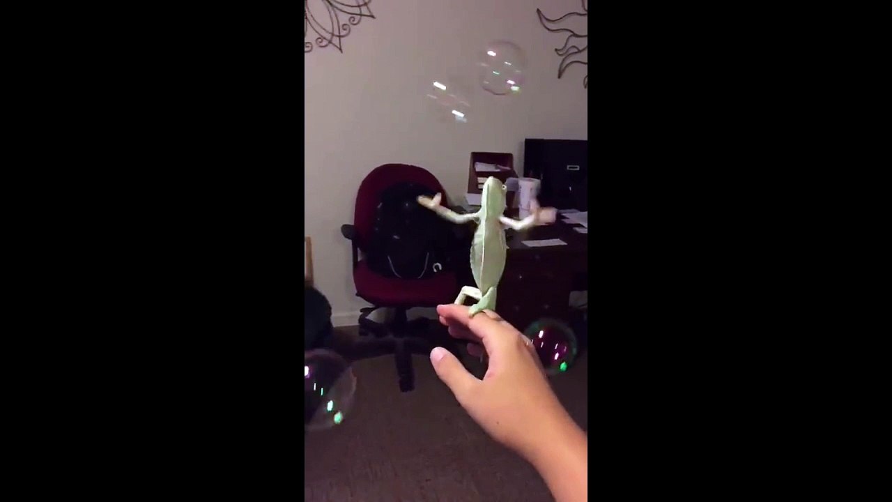 Un caméléon tente de peter des bulles de savon !