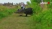 Floride : un énorme alligator croise la route de touristes