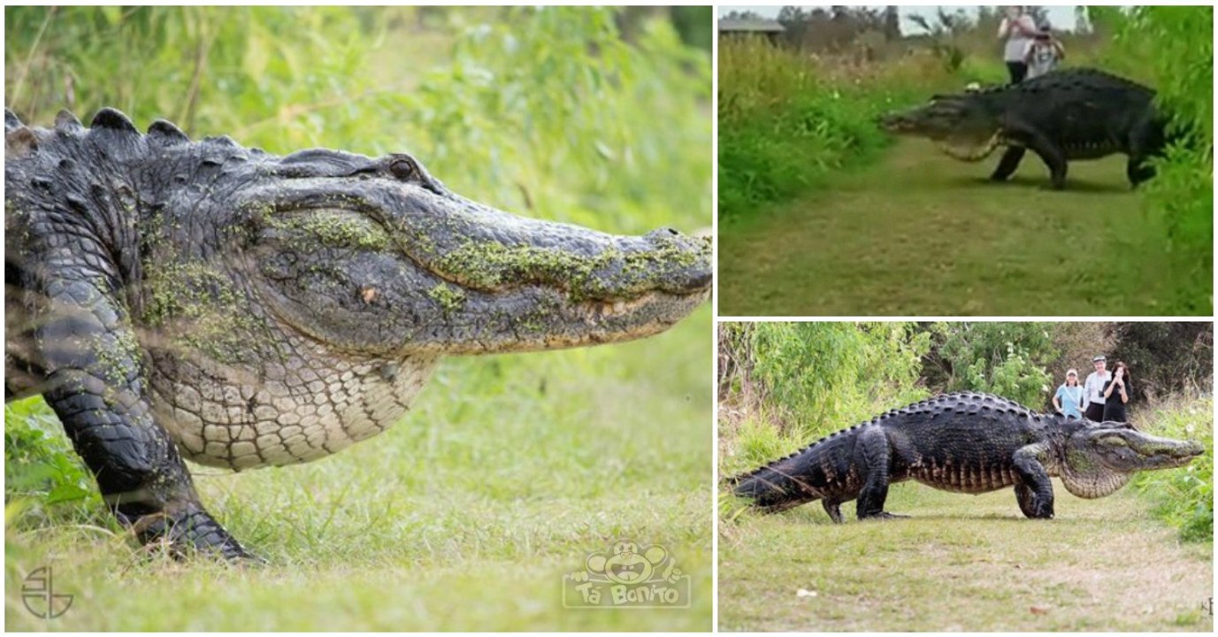 Crocodilo gigante desfila para turistas na Flórida e deixa toda a Internet de boca aberta