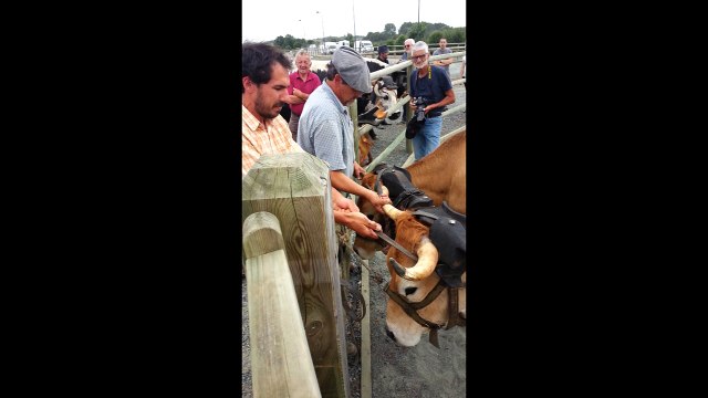 partie 2 Liage et explications sur la taille des jougs de bovins fête des boeufs de travail Maillezais (85) août 2016