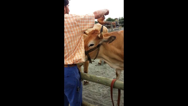 partie 3 Témoignage de Jo Durand paysan utilisateur de boeufs d'attelage. Liage et explications sur la taille des jougs de bovinsfête des boeufs de travail Maillezais (85) août 2016