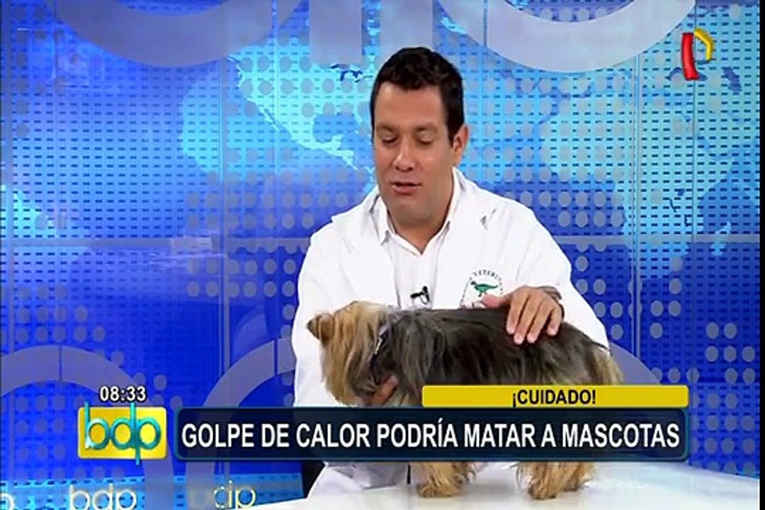 Golpe de calor: sepa cómo darle mayor cuidado a sus mascotas en verano