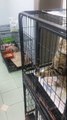 Metieron a este gato en su jaula, pero momentos después… ¡Mira lo que hace! WOW.