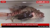 Zehirli Aslan Balıkları Akdeniz'de Çoğalmaya Başladı