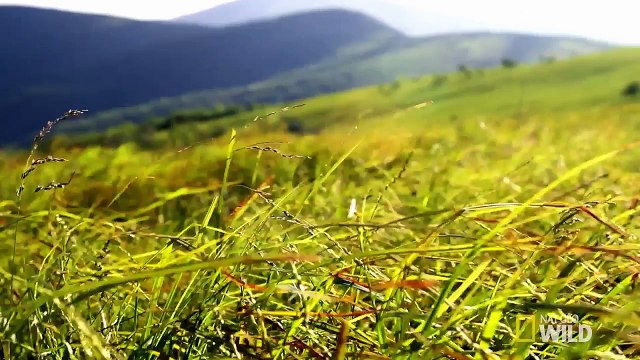 Nat Geo WILD Launches ‘WILD TO INSPIRE’ Short Film Contest Encouraging Young Filmmakers to Share Their Love of Nature