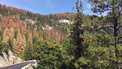 Yosemite National Park Scenic Roadside Overlook Panaramic View ~ California