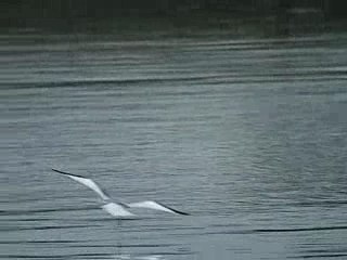 Mouette de Sabine