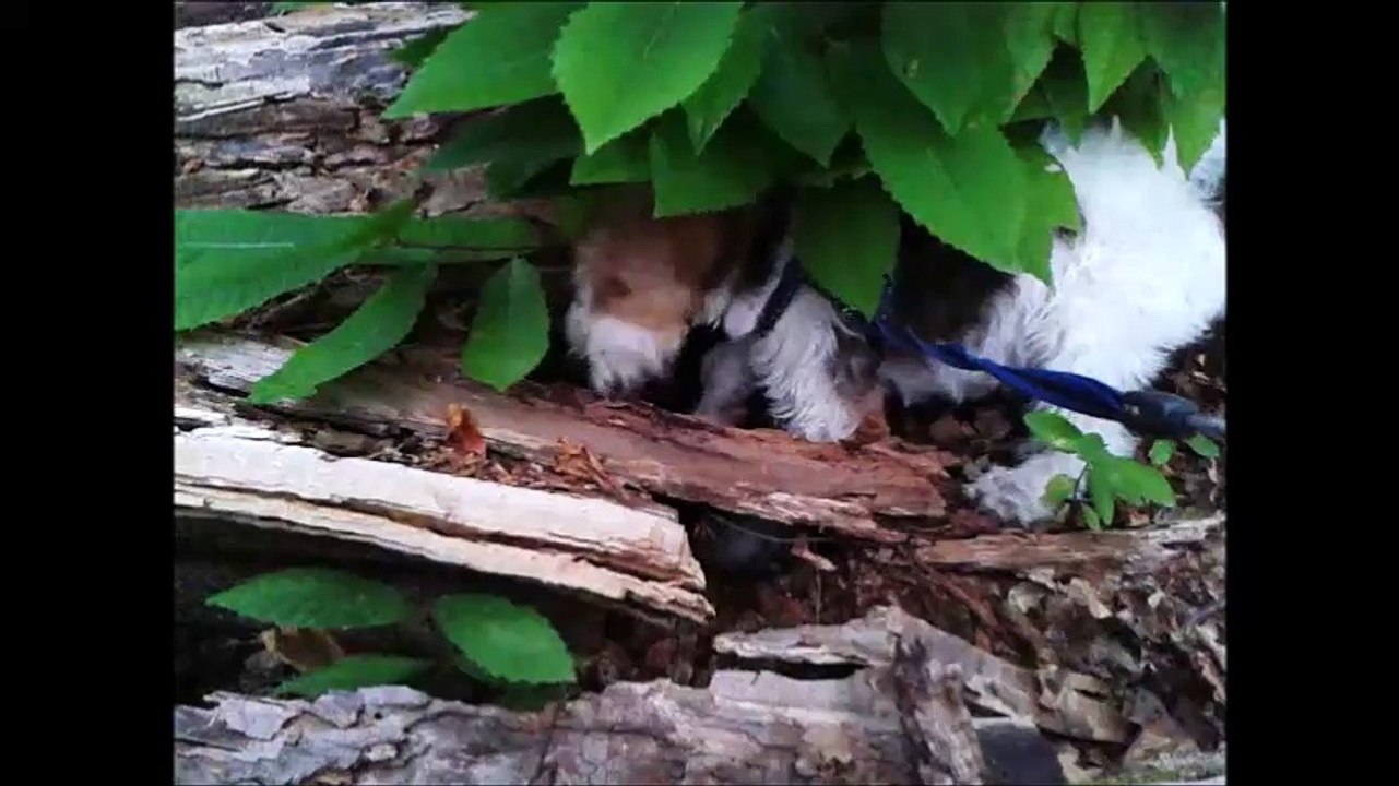 Mirabelle Fox-Terrier