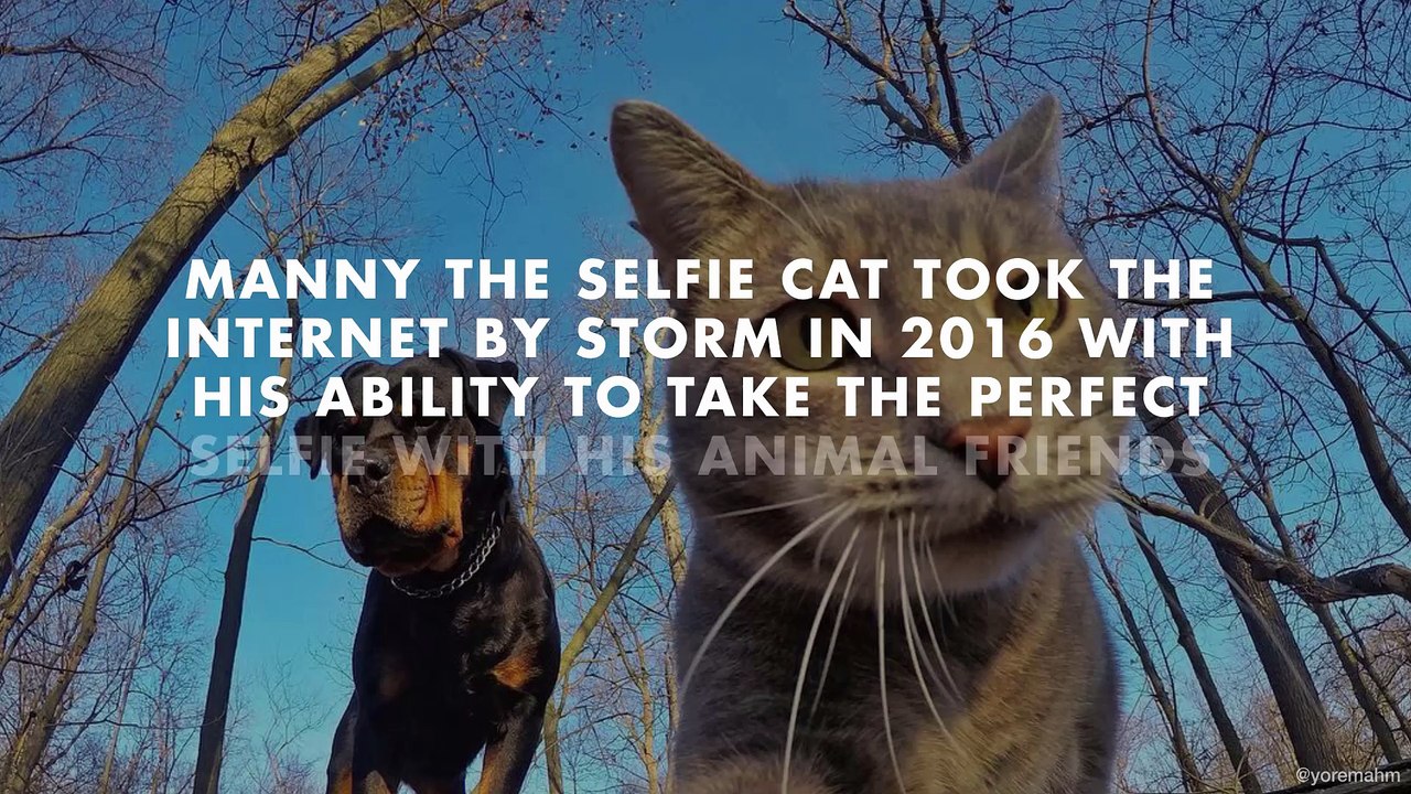 This cat is probably better than you at selfies 