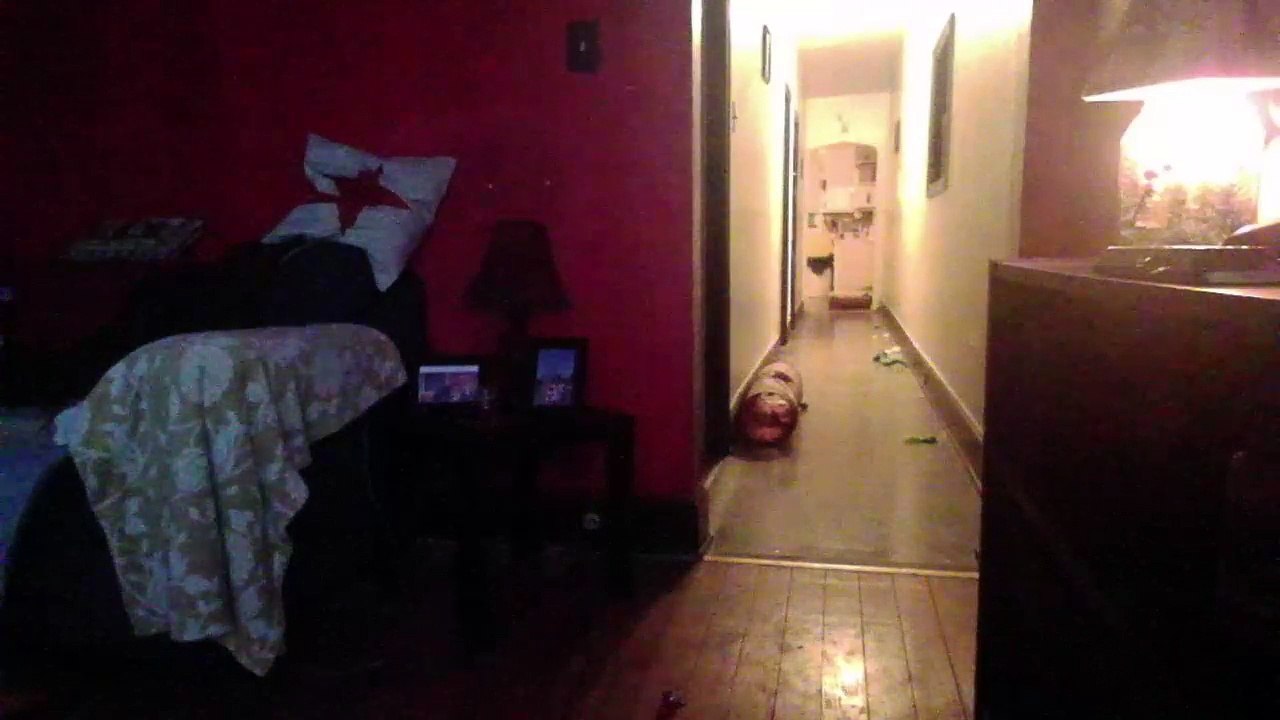 Cat cam returns! (31)