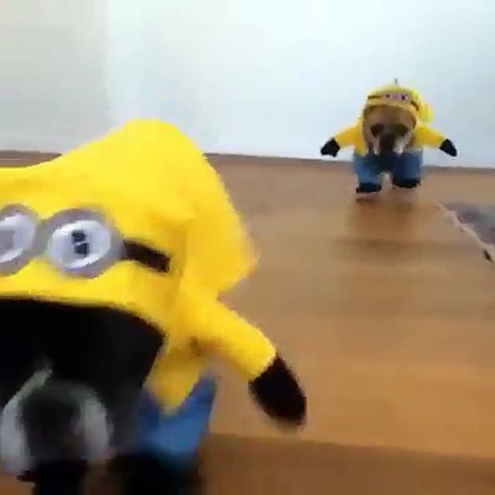 QUE CACHORRINHO