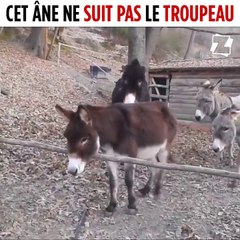 L-ane qui pense