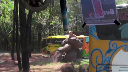 Harimau dan singa ada disini.. Liat TUh...!!!!