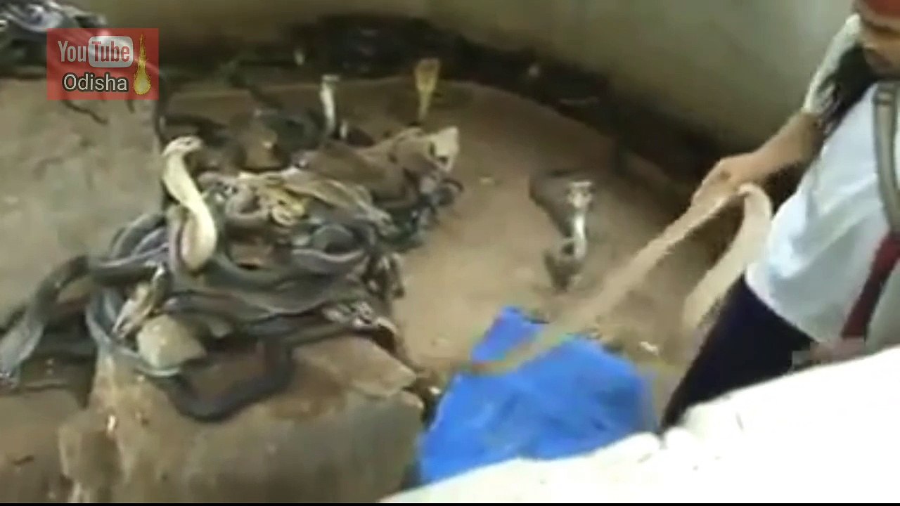 A man lives with thousands of dangerous Snake. Unbelievable Amazing video.