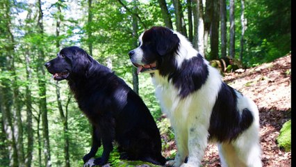Le Landseer chien d' eau par educ'a'dog les herbiers