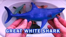 Learning SHARK and Sea Animals Names and Sounds For Kids in English | SURPRISE TOYS Shark VS Octupus