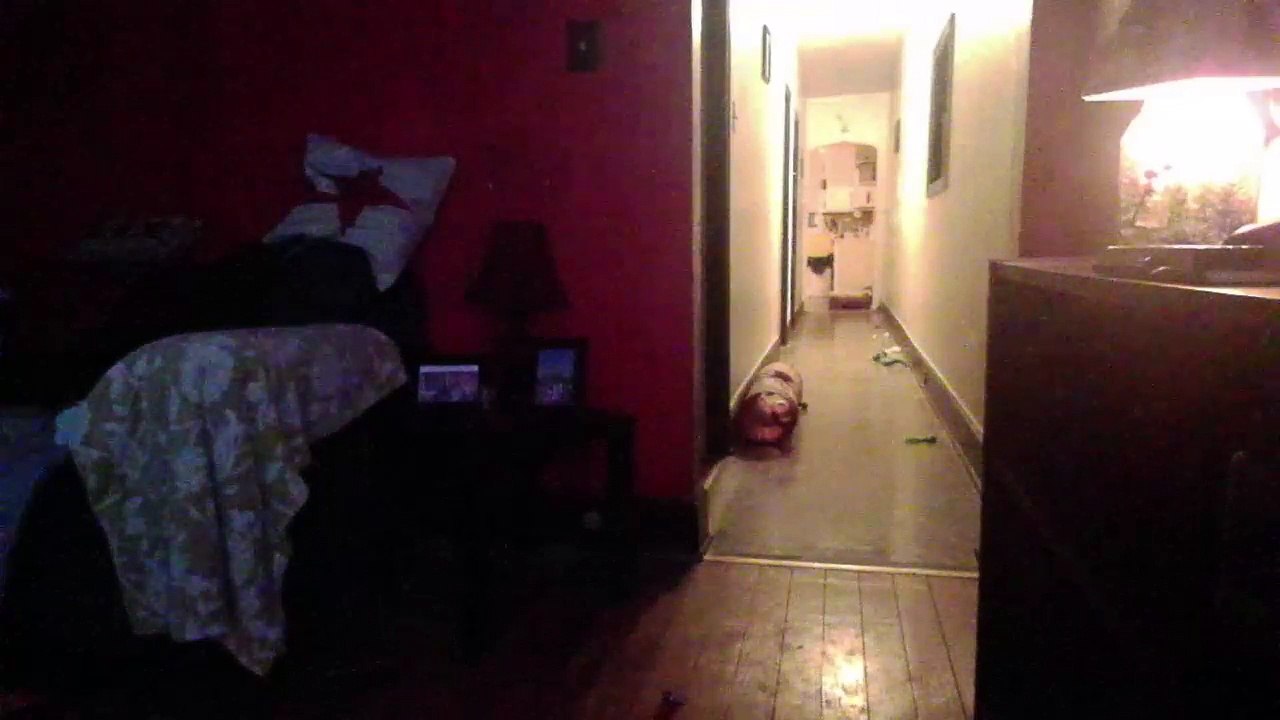 Cat cam returns! (37)
