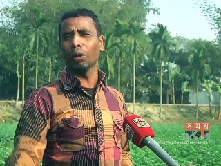 রংপুরের বিভিন্ন এলাকায় আলুর জমিতে লেট ব্লাইট রোগ