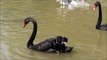 Mute Swan, Black Swan and Coscoroba Swan
