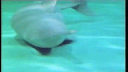 Ganges susu, or shushuk dolphin [Endangered]