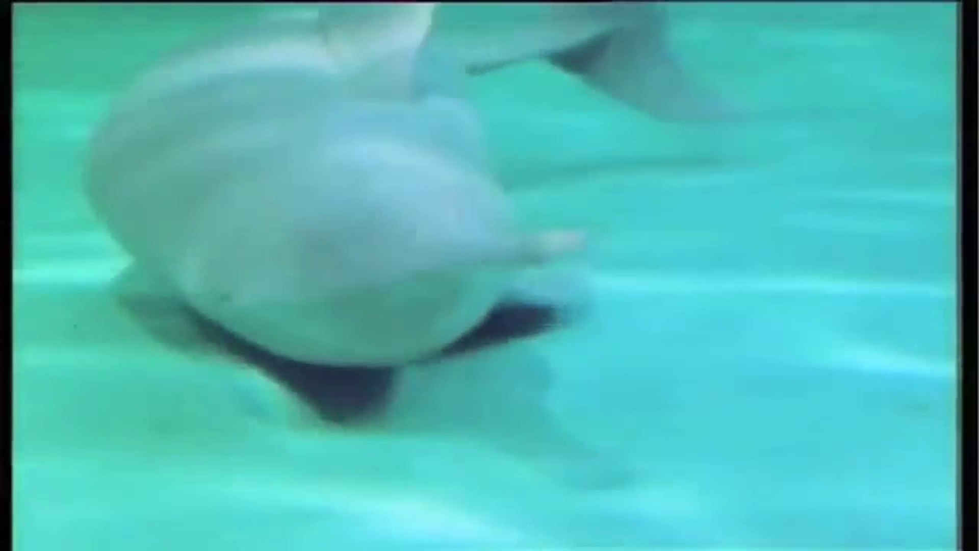 ⁣Ganges susu, or shushuk dolphin [Endangered]