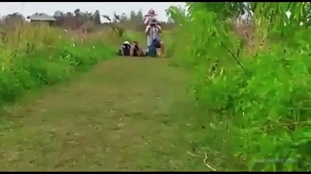 Detik-Detik Aligator Raksasa Melintasi Turis di Florida - NEWS