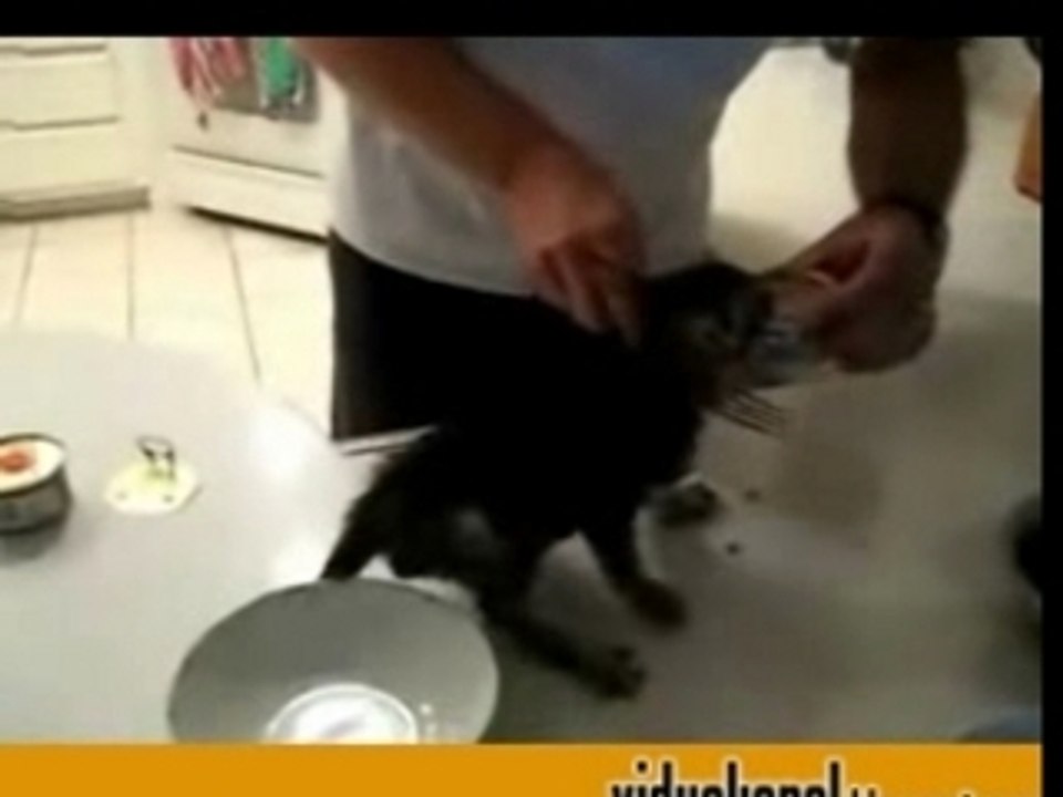 Impatient Kitten