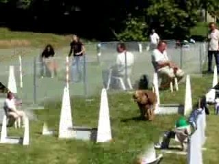 2ème vidéo brassage 2 chiens