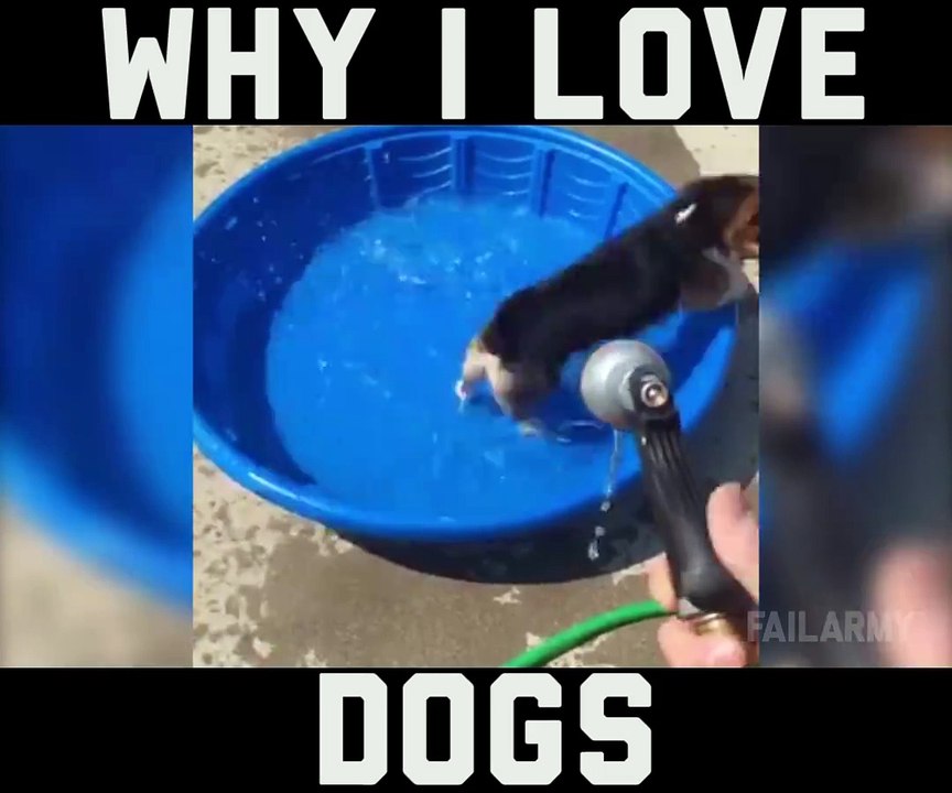 Funny Dog Compilations