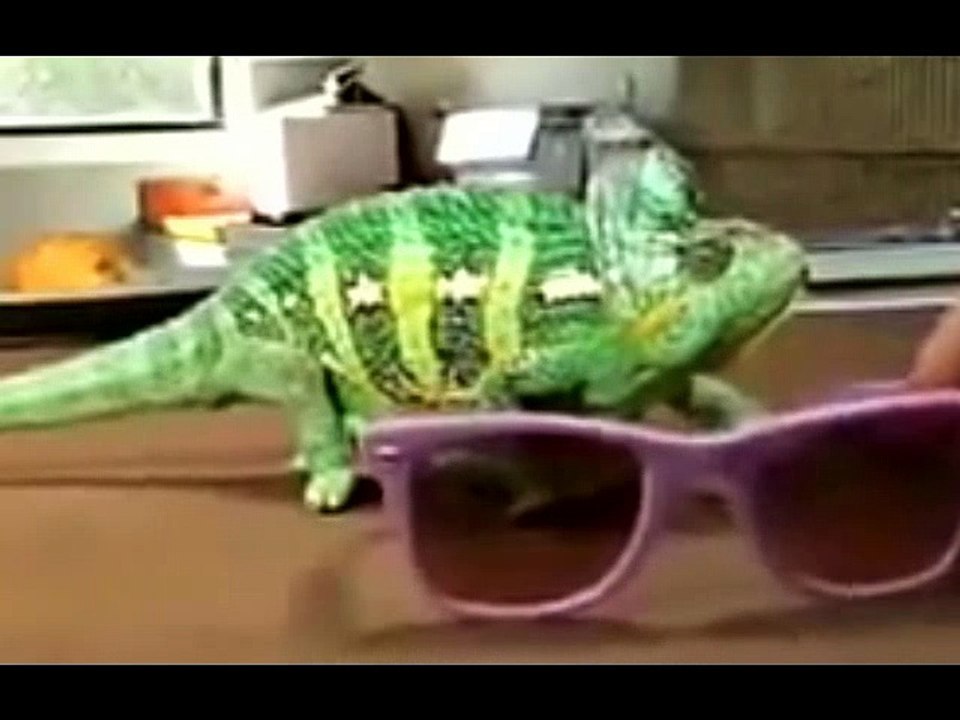 HEWAN BINATANG LUCU GILA BODOH BEGOK KOLEKSI KUMPULAN VIDEO GILA1