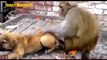 Funny annoying monkeys - Cute and funny monkey compilation