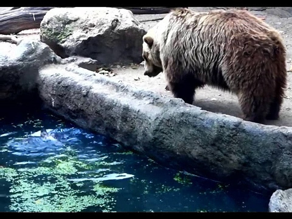 HEWAN BINATANG LUCU GILA BODOH BEGOK KOLEKSI KUMPULAN VIDEO GILA4