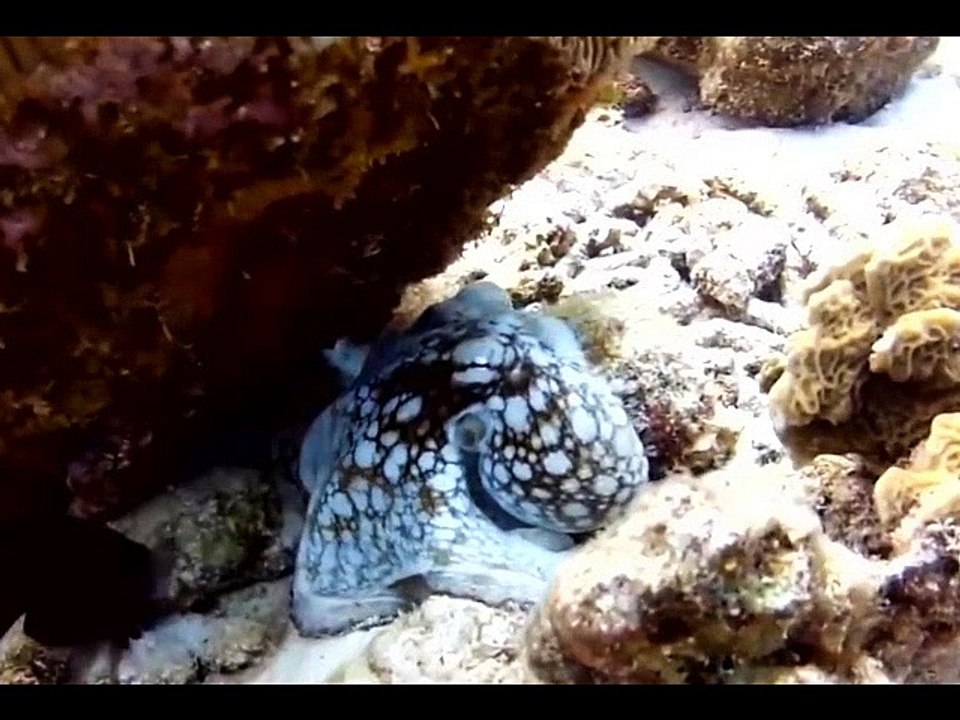 HEWAN BINATANG LUCU GILA BODOH BEGOK KOLEKSI KUMPULAN VIDEO GILA3