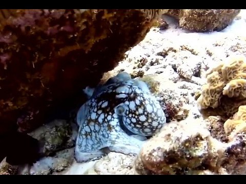 HEWAN BINATANG LUCU GILA BODOH BEGOK KOLEKSI KUMPULAN VIDEO GILA3