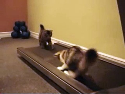 Ils ont allumé le tapis-roulant, et lorsque leurs chats le remarquent ? Regardez donc leurs réactions, MDR !!
