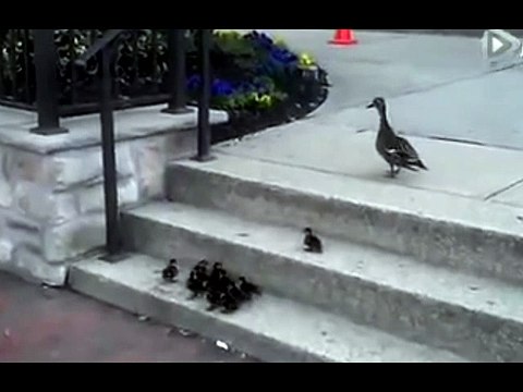 HEWAN BINATANG LUCU GILA BODOH BEGOK KOLEKSI KUMPULAN VIDEO GILA