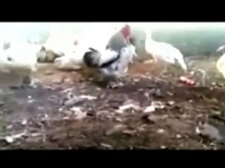 ANAK LUCU GILA BODOH BEGOK KOLEKSI KUMPULAN VIDEO GILA