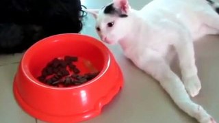 KUCING LUCU GILA BODOH BEGOK KOLEKSI KUMPULAN VIDEO GILA3