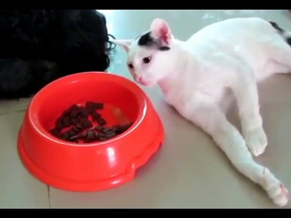 KUCING LUCU GILA BODOH BEGOK KOLEKSI KUMPULAN VIDEO GILA3