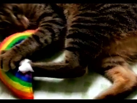 KUCING LUCU GILA BODOH BEGOK KOLEKSI KUMPULAN VIDEO GILA1