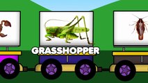 Поезда приносят насекомые удовольствие для изучения насекомых и названий насекомых, развивающие мультфильмы для детей