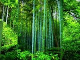 Bambous