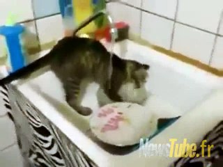un chat fais la lave la vaisselle..