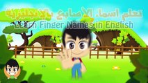 Learn Finger Names in English for Kids - تعلم اسماء الأصابع باللغة الإنجليزية للأطفال